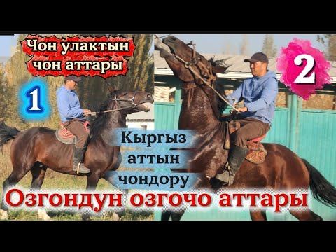Видео: Чон улактын чон аттары 