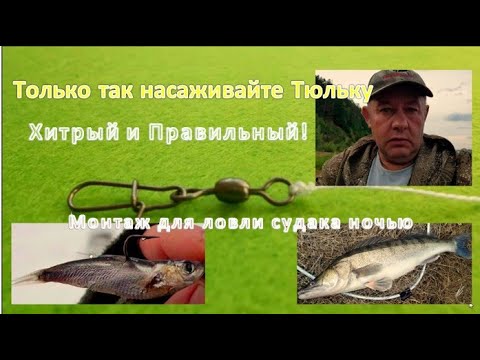 Видео: Хитрый и Правильный! Только так насаживайте Тюльку на крючок, когда ловите судака ночью на донку.
