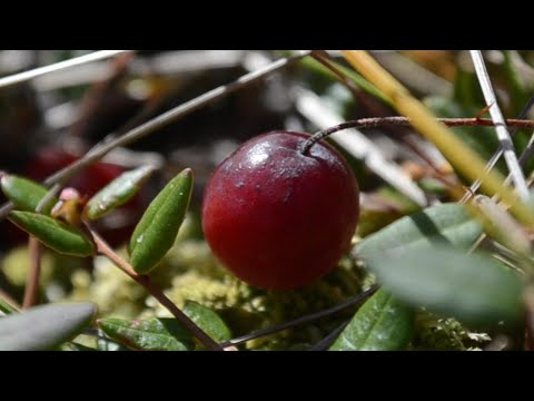 Видео: На болото за развесистой клюквой 😊 (full version)
