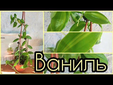 Видео: #ОРХИДЕЯ ЛИАНА Ваниль 🌺 #уход #содержание #размножение #освещение #грунт #полив #цветы #растения