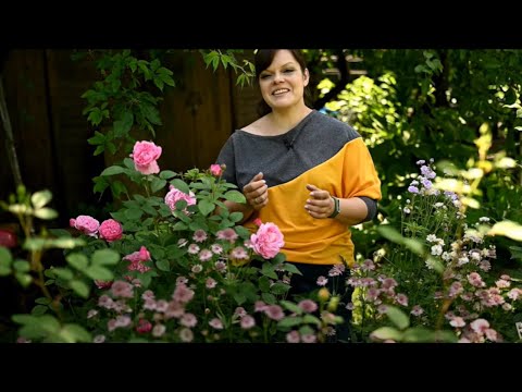 Видео: Как укладывать камни на альпийской горке/ "Жаростойкие" розы/ Хосты и астранция/ Садовый влог 28.06