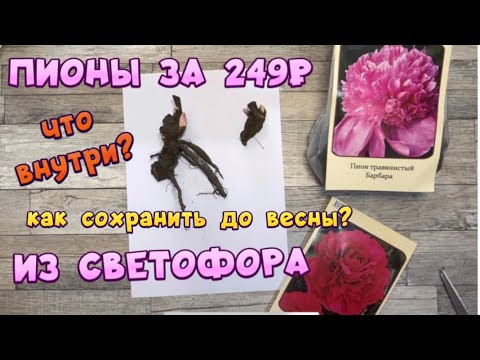 Видео: ПИОНЫ ИЗ СВЕТОФОРА 249р!ЧТО ВНУТРИ?КАК СОХРАНИТЬ ПИОНЫ ДО ВЕСНЫ?