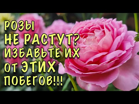 Видео: ПЛОХО РАСТУТ РОЗЫ? СРОЧНО обрежьте ЭТИ ПОБЕГИ! ВАЖНАЯ ОБРЕЗКА, о которой МНОГИЕ НЕ ЗНАЮТ!