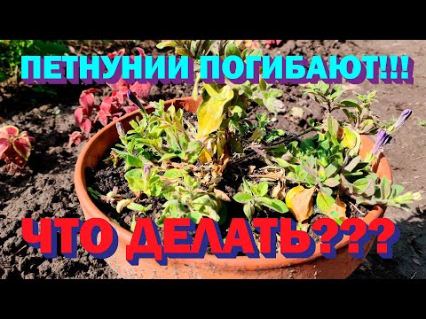 Видео: Спасаем!!! Что делать если петунии заболели. Желтеют и увядают. Заболевшим петуниям еще можно помочь