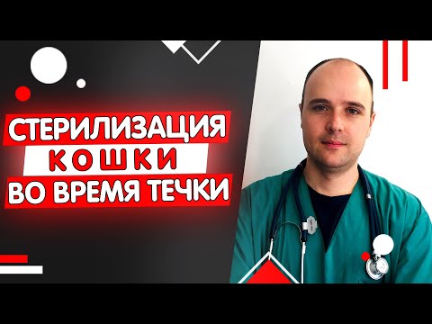 Видео: Можно ли стерилизовать кошку во время течки
