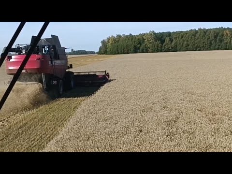 Видео: Уборочная 2024. Пшеница. Часть финальная. #farming #gs12 #алтайскийкрай #gs2124 #agriculture