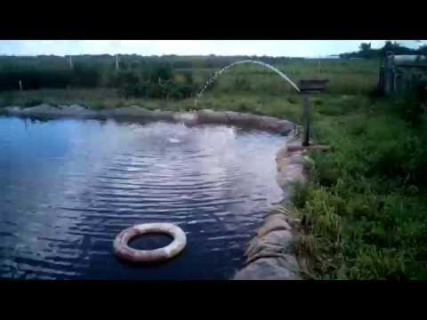 Видео: Искусственный пруд через пол года. Наблюдение.