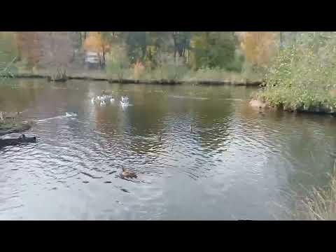 Видео: Бад Киссинген 