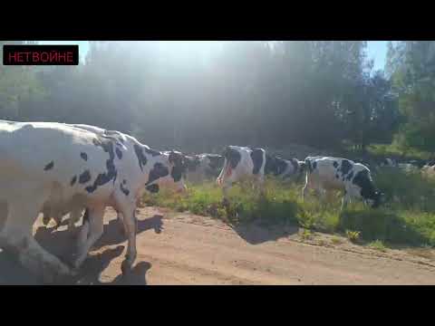 Видео: Переставил быков