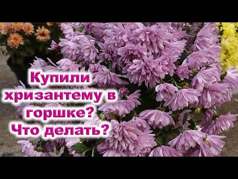 Видео: Купили шикарную хризантему в горшке? Что нужно предпринять, чтобы сохранить растение, как спасти его