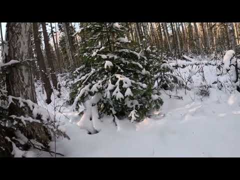 Видео: трудный и легкий соболь, пробил путик