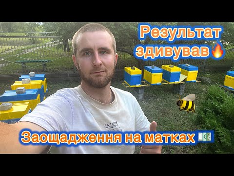 Видео: Робота з неплідками 🐝👑 В половину дешевше і ефективно 💪