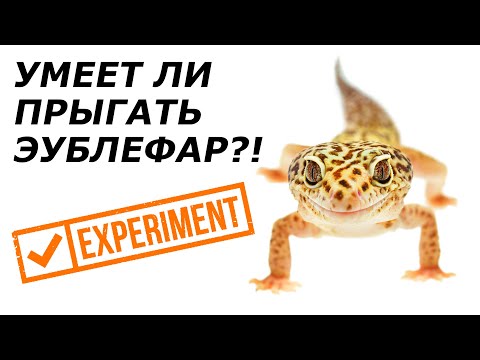 Видео: Эублефар. Линька и эксперимент с прыжками.