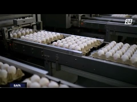 Видео: Жұмыртқа өндірісі | БАҒА