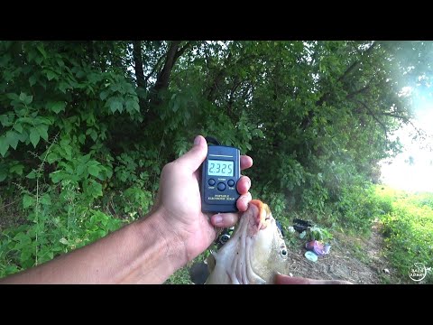 Видео: Снова ЗАЧЁТНЫЙ САЗАН. р.Дон Ловля на донки. Сентябрь 2021