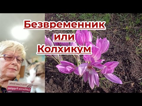 Видео: Безвременник, Колхикум. Что это за чудо осенью цветёт? Луковичное растение, цветущее без листьев