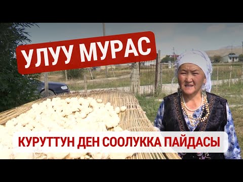 Видео: Куруттун ден соолукка пайдасы | Улуу Мурас