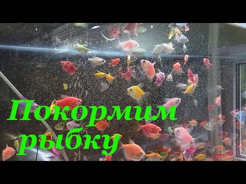 Видео: Кормление аквариумных рыбок на разводне Сушка и артемия