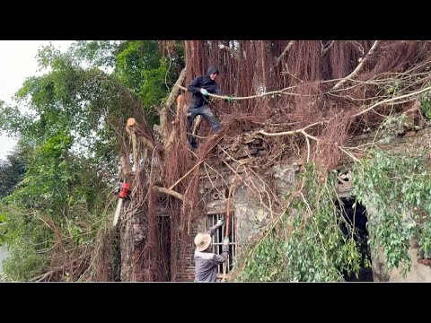 Видео: Расчистка заросших деревьев, покрывающих заброшенные крыши - Вырубка опасных паразитических деревьев
