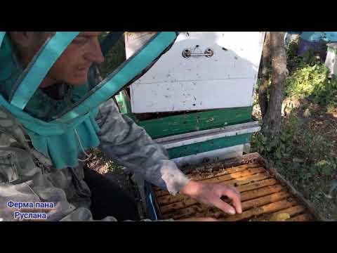 Видео: З бджолами 🐝 закінчили цього року/// та скільки меду взяли?