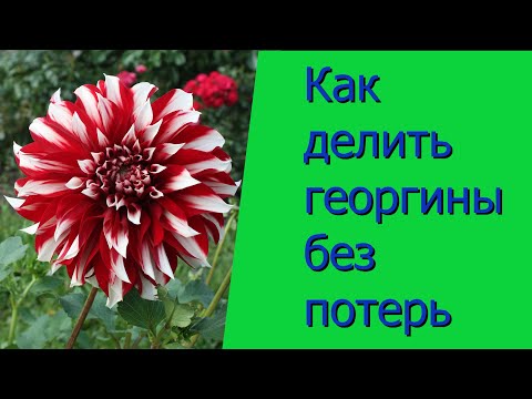 Видео: Как делить георгины без потерь