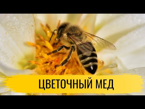 Видео: Мед. Цветочный мед