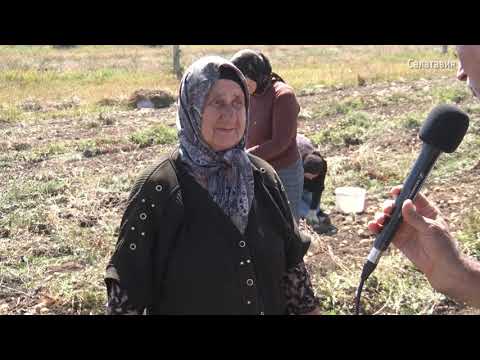 Видео: Уборка картофеля в МУП "Хубар" на участке "Гъамантрукъ"