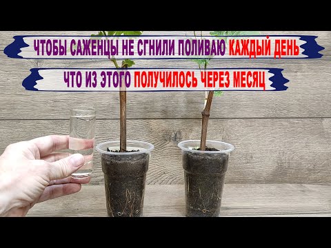 Видео: 🍇 Как ПОЛИВАТЬ САЖЕНЦЫ винограда чтобы не ГНИЛИ КОРНИ? Что БУДЕТ если поливать КАЖДЫЙ ДЕНЬ?