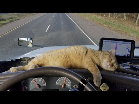 Видео: Животные дальнобойщиков.