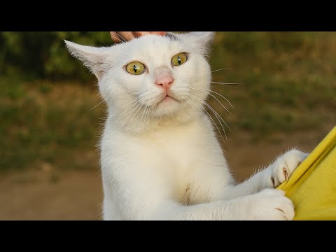 Видео: Кошка-воришка пробралась в зоопарк за едой... Когда её поймали она сделала ТО, что растопило сердца