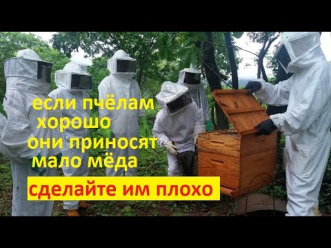 Видео: #пчёлы. Если пчелиной семье всего хватает - она мёду не собирает. Только несчастные семьи дают мёд