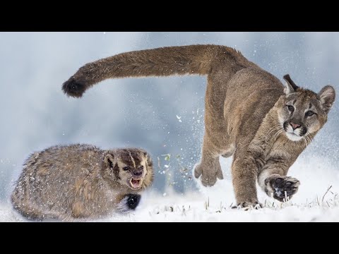 Видео: Его БОЯТСЯ Пумы, Рыси и даже Медведи! Американский барсук – комок Ярости!