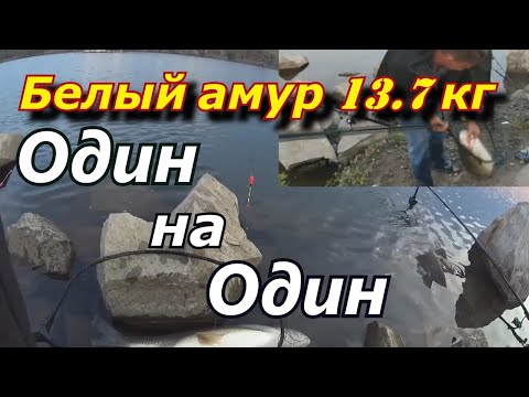Видео: На эту насадку ловится только самый крупный Белый амур .Ловля  белого амура на камыш