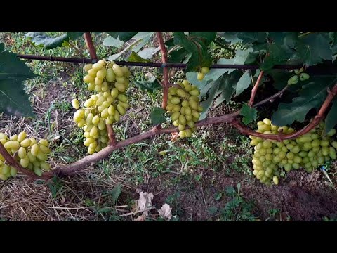 Видео: Экскурсия по винограднику 3 часть: Арарат, Журавлёнок, Центурион, Ламбада, Маникюр Фингер, Карнавал