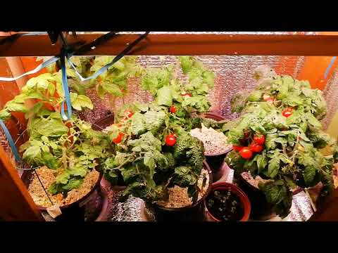 Видео: МОЙ ДОМАШНИЙ ОГОРОД. ВЫРАСТИЛ ЗИМНИЙ ОГОРОД НА ПОДОКОННИКЕ.