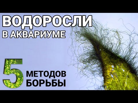 Видео: Как избавиться от водорослей в аквариуме. 5 методов борьбы и средства против водорослей.