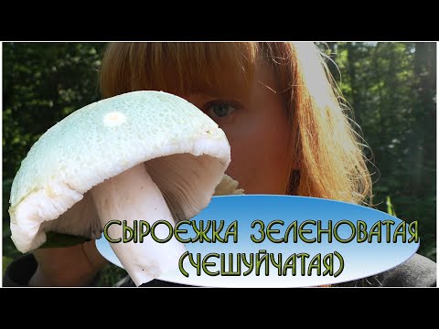 Видео: ЛУЧШАЯ СЫРОЕЖКА! Сыроежка зеленоватая (чешуйчатая) Russula virescens