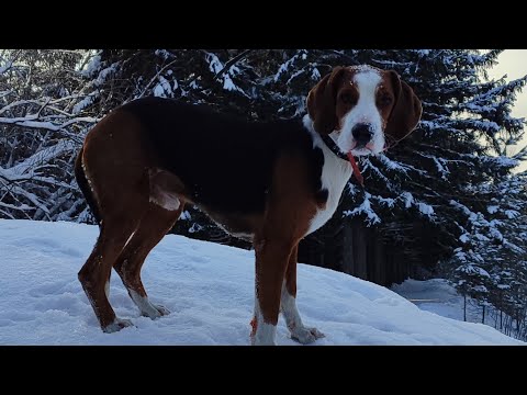 Видео: ЗОНА НАГОНКИ  ГОНЯЛИ ЗАЙЦА 3,5 ЧАСА ЗАЯЦ ВЫШЕЛ НА НОМЕР