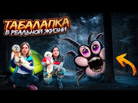 Видео: МИСТИЧЕСКАЯ ТАБАЛАПКА В РЕАЛЬНОЙ ЖИЗНИ В НАШЕМ ДОМЕ С КОТОМ И СОБАКОЙ