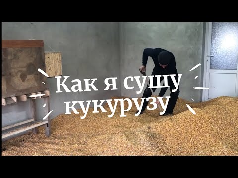 Видео: Собрал кукурузу, как сушить? Сушка кукурузы без сушылки🤔