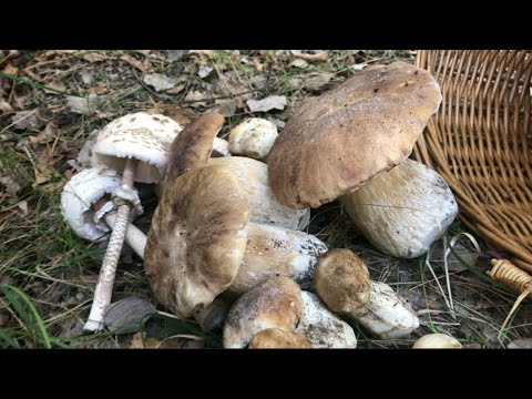Видео: Ми знайшли гриби ГІГАНТИ 