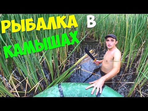 Видео: Рыбалка в камышах на карпа! Что я поймал.Карпы в сметане на гриле.