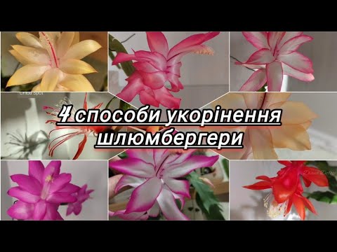 Видео: 4 способи укорінення шлюмбергери (різдвянника)