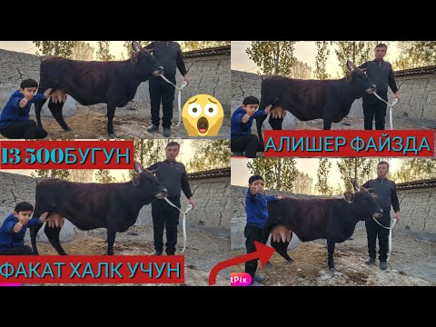 Видео: 13 ноября 2025 г.