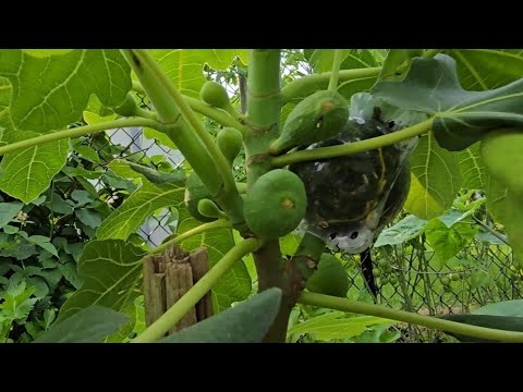 Видео: Инжир растет ПОТРЯСАЮЩЕ быстро этим способом! Самая простая гидропоника. Результат на 28 июля 2025