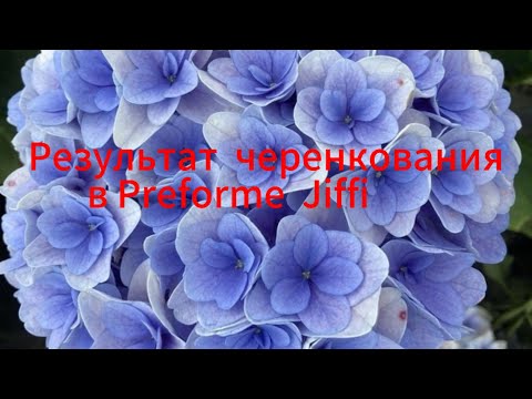 Видео: Результат черенкования в Preforme Jiffi 22.10.2024