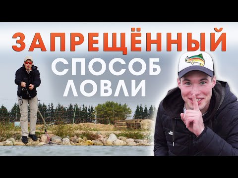 Видео: Самый эффективный ЗАПРЕЩЁННЫЙ СПОСОБ ловли форели на спиннинг на платнике 2020