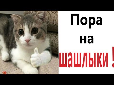 Видео: Лютые приколы. КОТ ЗА ШАШЛЫКИ!!! Самое смешное видео! Засмеялся проиграл! – Domi Show!
