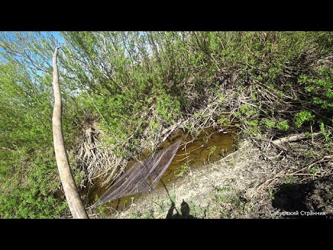 Видео: Ручей уже высох, но рыбы в нем много. Паук подъёмник не помог.