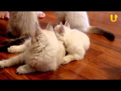 Видео: Глазами животных, выпуск 143. (Мария Лесковская о невских маскарадных кошках)